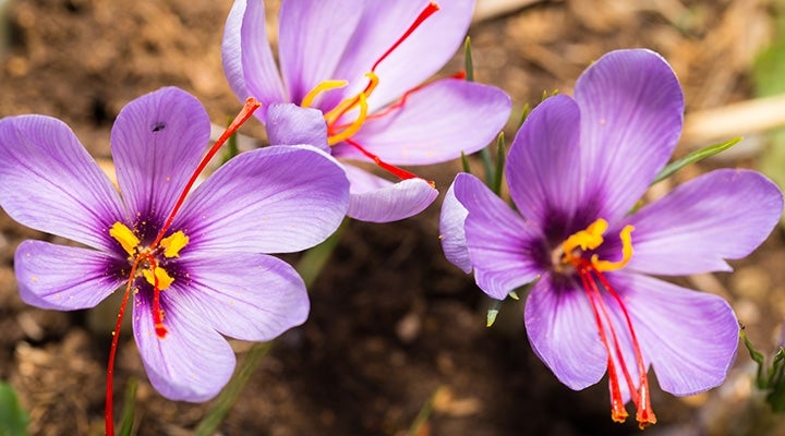 Saffron Facts, Selection and Storage